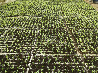 Eko proizvodi Jasmine Ćuštić Eko proizvodi Jasmine Ćuštić