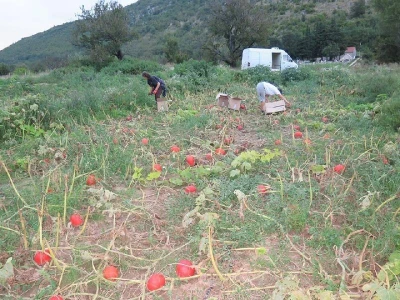 Eko-proizvodi na imanju OPG Plazibat