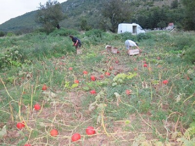 Eko-proizvodi na imanju OPG Plazibat