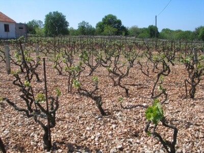 Eko-vinogradi u dalmatinskom kršu