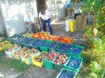 Eko voće Eko voće