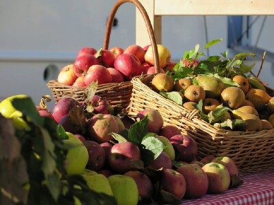 Eko voće ubrano u voćnjaku OPG Plazibat u Općini Muć