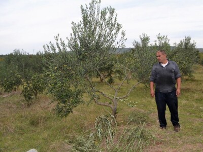 EKOCID U BUKOVICI - Krave lutalice obrale i osakatile masline Branimira i Zvonimira Paića u Rodaljicama