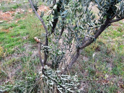 EKOCID U BUKOVICI - Krave lutalice obrale i osakatile masline Branimira i Zvonimira Paića u Rodaljicama