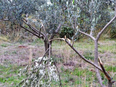 EKOCID U BUKOVICI - Krave lutalice obrale i osakatile masline Branimira i Zvonimira Paića u Rodaljicama