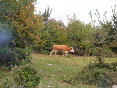 EKOCID U BUKOVICI - Krave lutalice obrale i osakatile masline Branimira i Zvonimira Paića u Rodaljicama