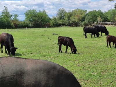 Ekološki dani polja u Gradišću-Biofeldtage 2021.