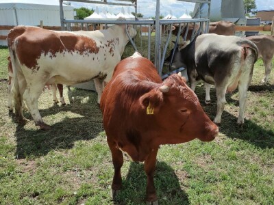 Ekološki dani polja u Gradišću-Biofeldtage 2021.