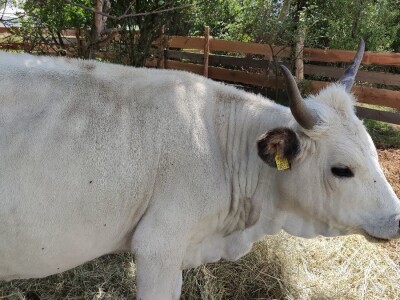 Ekološki dani polja u Gradišću-Biofeldtage 2021.