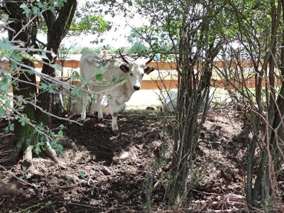 Ekološki dani polja u Gradišću-Biofeldtage 2021.