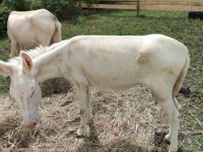 Ekološki dani polja u Gradišću-Biofeldtage 2021.