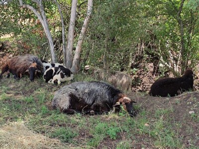 Ekološki dani polja u Gradišću-Biofeldtage 2021.