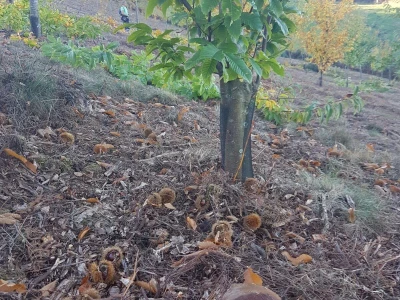 Ekološki rasadnik sadnica kestena