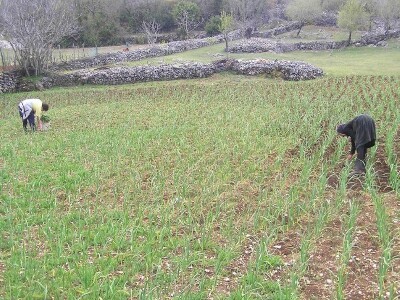 Ekološki uzgoj češnjaka u Ljubitovici u dalmatinskom zaobalju