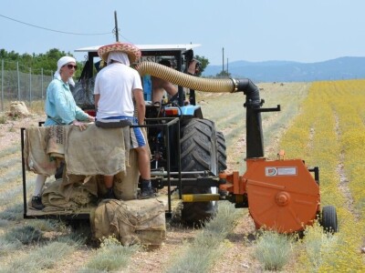 Ekološki uzgoj smilja - Natura Consulting