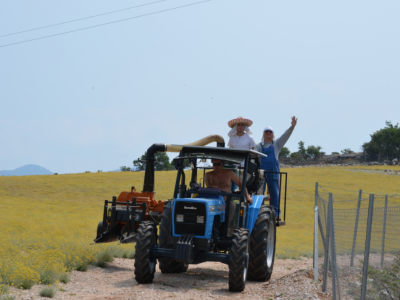 Ekološki uzgoj smilja - Natura Consulting