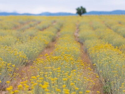 Ekološki uzgoj smilja - Natura Consulting