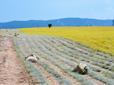 Ekološki uzgoj smilja - Natura Consulting