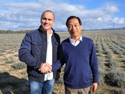 Ekološki uzgoj smilja - Natura Consulting