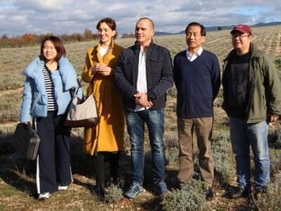 Ekološki uzgoj smilja - Natura Consulting