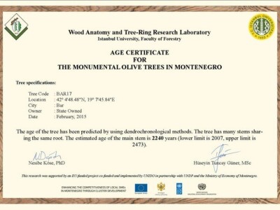 EKSKLUZIVNO - Sa masline stare 2.246 godina ubrali više od 100 kilograma vrhunskih plodova