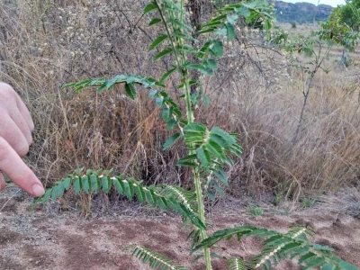 Ekspedicija Madagaskar