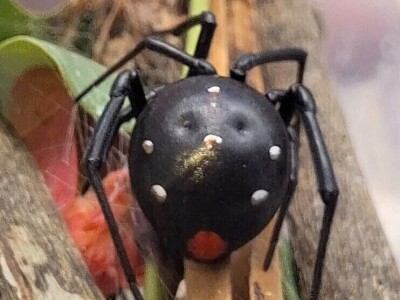 Ekspedicija Madagaskar