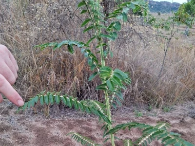 Ekspedicija Madagaskar