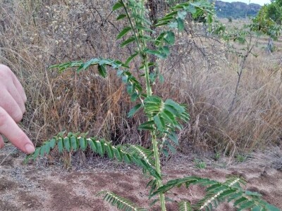 Ekspedicija Madagaskar