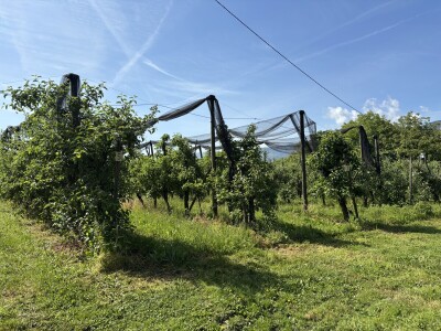 Eksperimentalno ogledni poligon Federalnog zavoda za poljoprivredu