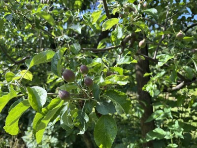 Eksperimentalno ogledni poligon Federalnog zavoda za poljoprivredu