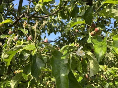 Eksperimentalno ogledni poligon Federalnog zavoda za poljoprivredu