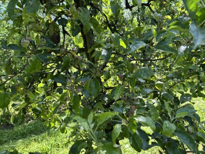 Eksperimentalno ogledni poligon Federalnog zavoda za poljoprivredu