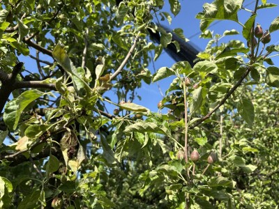 Eksperimentalno ogledni poligon Federalnog zavoda za poljoprivredu