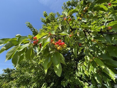 Eksperimentalno ogledni poligon Federalnog zavoda za poljoprivredu
