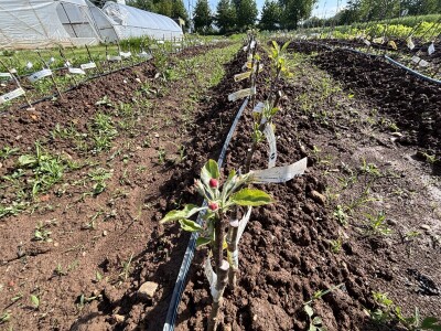 Eksperimentalno ogledni poligon Federalnog zavoda za poljoprivredu