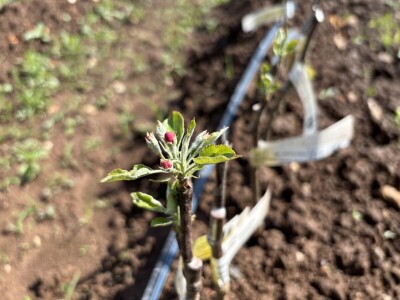 Eksperimentalno ogledni poligon Federalnog zavoda za poljoprivredu
