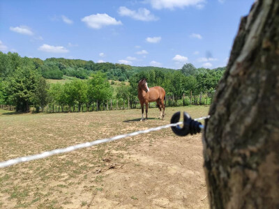 Električni pastir Električni pastir