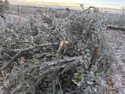 ELEMENTARNE NEPOGODE:      ELEMENTARNE NEPOGODE   Bura poštedjela ledom okovane masline u Bukovici