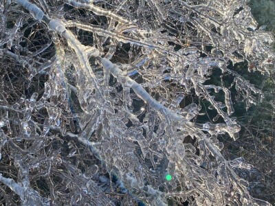 ELEMENTARNE NEPOGODE:      ELEMENTARNE NEPOGODE   Bura poštedjela ledom okovane masline u Bukovici