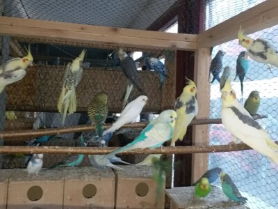 Elvedin Halilović uzgoji 500 papagaja tokom jedne sezone