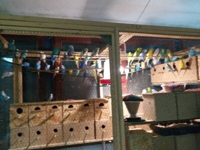 Elvedin Halilović uzgoji 500 papagaja tokom jedne sezone