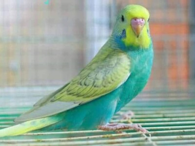 Elvedin Halilović uzgoji 500 papagaja tokom jedne sezone