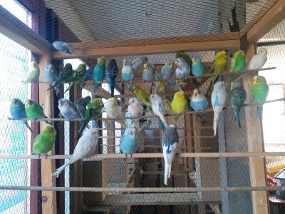 Elvedin Halilović uzgoji 500 papagaja tokom jedne sezone