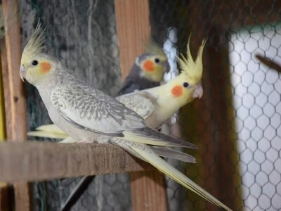 Elvedin Halilović uzgoji 500 papagaja tokom jedne sezone