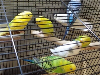 Elvedin Halilović uzgoji 500 papagaja tokom jedne sezone