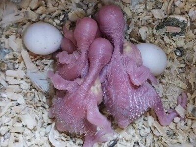 Elvedin Halilović uzgoji 500 papagaja tokom jedne sezone