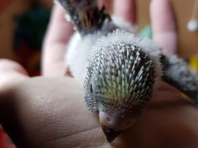 Elvedin Halilović uzgoji 500 papagaja tokom jedne sezone