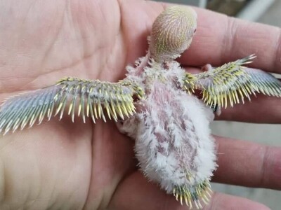 Elvedin Halilović uzgoji 500 papagaja tokom jedne sezone