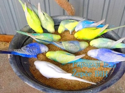 Elvedin Halilović uzgoji 500 papagaja tokom jedne sezone